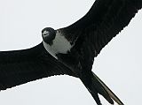 Galapagos 4-2-06 Floreana Post Office Bay Female Magnificent Frigatebird A female magnificent frigatebird soared above the Eden.